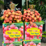 in thùng carton đựng vải thiều lục ngạn