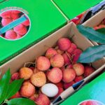 in thùng carton đựng vải trứng hưng yên